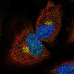 MPPE1 Antibody in Immunocytochemistry (ICC/IF)