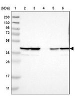 UBXN1 Antibody in Western Blot (WB)
