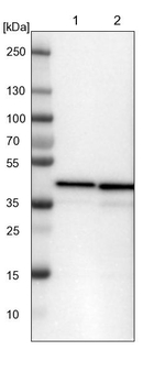 UBXN1 Antibody in Western Blot (WB)