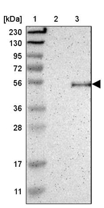 OMG Antibody in Western Blot (WB)