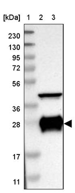 CSP alpha Antibody in Western Blot (WB)