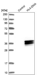 HLA-DMA Antibody in Western Blot (WB)