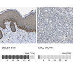 EML2 Polyclonal Antibody
