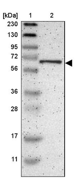 EML2 Antibody in Western Blot (WB)