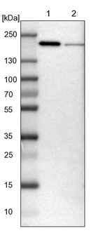 UGGT1 Antibody in Western Blot (WB)