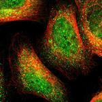 C1GALT1 Polyclonal Antibody