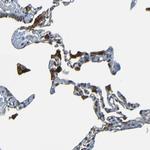FNDC3A Antibody in Immunohistochemistry (Paraffin) (IHC (P))
