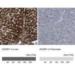 ASGR1 Antibody in Immunohistochemistry (IHC)