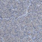 ASGR1 Antibody in Immunohistochemistry (IHC)