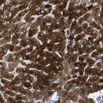 ASGR1 Antibody in Immunohistochemistry (IHC)