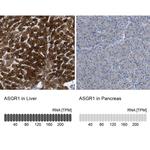 ASGR1 Antibody