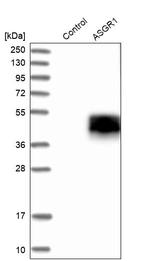 ASGR1 Antibody in Western Blot (WB)