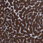 C20orf3 Antibody in Immunohistochemistry (Paraffin) (IHC (P))