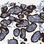 C20orf3 Antibody in Immunohistochemistry (Paraffin) (IHC (P))
