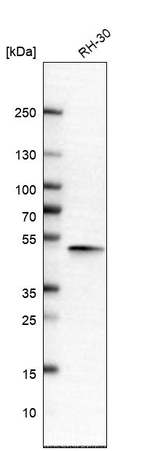 C20orf3 Antibody in Western Blot (WB)