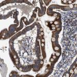 CHST10 Antibody in Immunohistochemistry (Paraffin) (IHC (P))