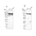 ARHGEF1 Antibody in Western Blot (WB)