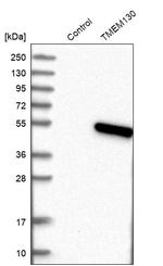 TMEM130 Antibody in Western Blot (WB)