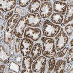 GALNTL4 Antibody in Immunohistochemistry (Paraffin) (IHC (P))