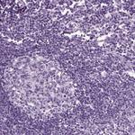 SCG5 Polyclonal Antibody