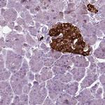 SCG5 Antibody in Immunohistochemistry (Paraffin) (IHC (P))