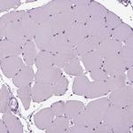 SCG5 Antibody in Immunohistochemistry (Paraffin) (IHC (P))