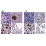 SCG5 Antibody in Immunohistochemistry (IHC)