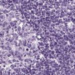 SCG5 Antibody in Immunohistochemistry (IHC)