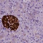 SCG5 Antibody in Immunohistochemistry (IHC)