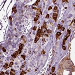 SCG5 Antibody in Immunohistochemistry (IHC)