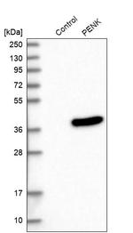 PENK Antibody in Western Blot (WB)