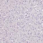 BEND2 Antibody in Immunohistochemistry (Paraffin) (IHC (P))
