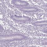 BEND2 Antibody in Immunohistochemistry (IHC)