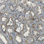 NETO2 Antibody in Immunohistochemistry (Paraffin) (IHC (P))
