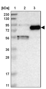 GGT7 Antibody in Western Blot (WB)