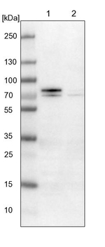 GGT7 Antibody in Western Blot (WB)