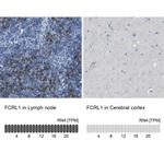 FCRL1 Antibody