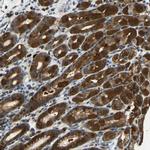 SYDE1 Antibody in Immunohistochemistry (Paraffin) (IHC (P))