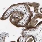 SYDE1 Antibody in Immunohistochemistry (Paraffin) (IHC (P))