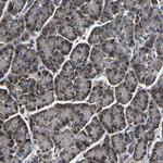 FKBP14 Antibody in Immunohistochemistry (Paraffin) (IHC (P))