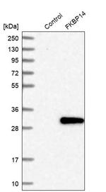 FKBP14 Antibody in Western Blot (WB)