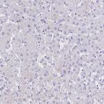 MYL7 Antibody in Immunohistochemistry (Paraffin) (IHC (P))