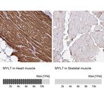 MYL7 Antibody