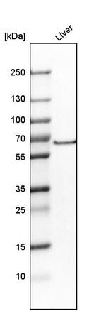 SLC6A1 Antibody in Western Blot (WB)