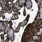 LEPREL1 Polyclonal Antibody