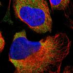 PARD6B Antibody in Immunocytochemistry (ICC/IF)
