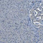 PARD6B Antibody in Immunohistochemistry (IHC)