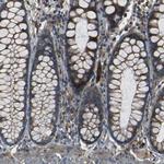 RELL1 Antibody in Immunohistochemistry (Paraffin) (IHC (P))