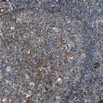 RELL1 Antibody in Immunohistochemistry (Paraffin) (IHC (P))