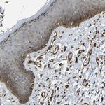 RELL1 Antibody in Immunohistochemistry (Paraffin) (IHC (P))